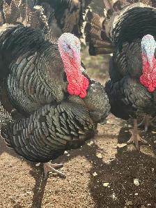 Heritage Turkeys - Photo 3
