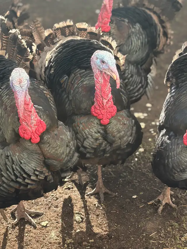 Heritage Turkeys - Photo 4