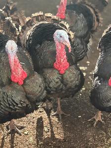 Heritage Turkeys - Photo 4