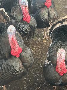 Heritage Turkeys - Photo 5