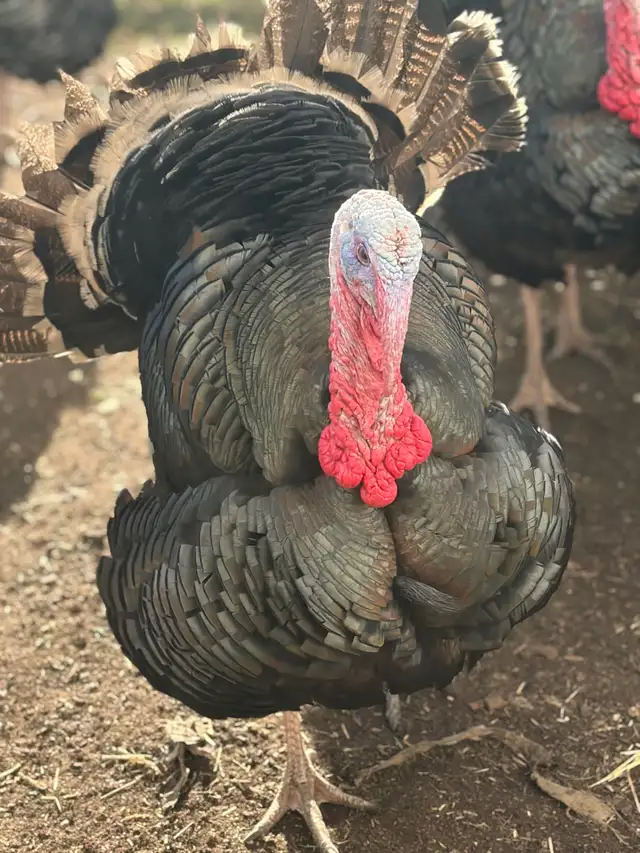 Heritage Turkeys - Photo 6