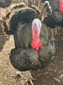 Heritage Turkeys - Photo 6