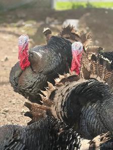 Heritage Turkeys - Photo 7