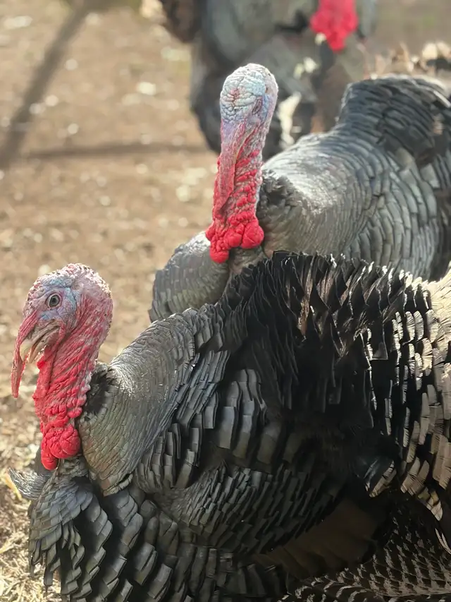Heritage Turkeys - Photo 8