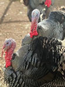 Heritage Turkeys - Photo 8