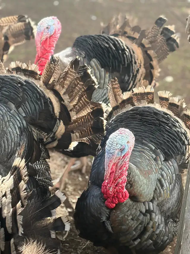 Heritage Turkeys - Photo 9