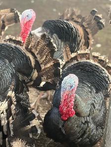 Heritage Turkeys - Photo 9