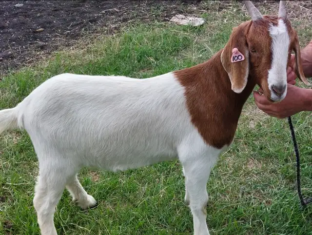 Boer Doeling Goats