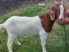 Boer Doeling Goats