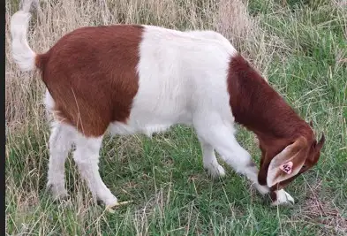 Boer Doeling Goats - Photo 2