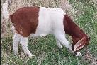 Boer Doeling Goats - Photo 2
