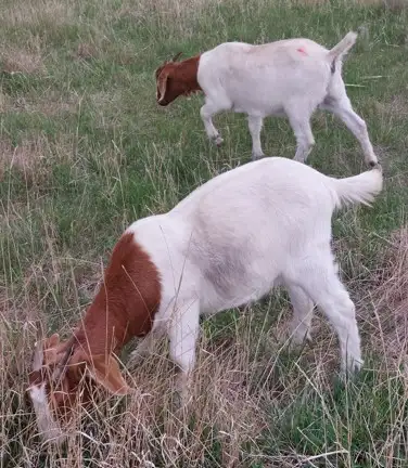 Boer Doeling Goats - Photo 3