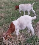 Boer Doeling Goats - Photo 3