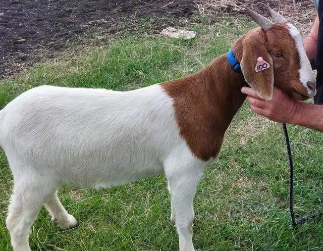 Boer Doeling Goats - Photo 4