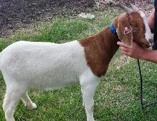 Boer Doeling Goats - Photo 4