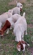 Boer Doeling Goats - Photo 5