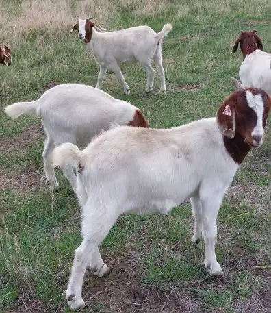 Boer Doeling Goats - Photo 6