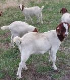 Boer Doeling Goats - Photo 6