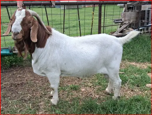 Boer Doeling Goats - Photo 7