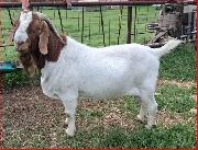 Boer Doeling Goats - Photo 7