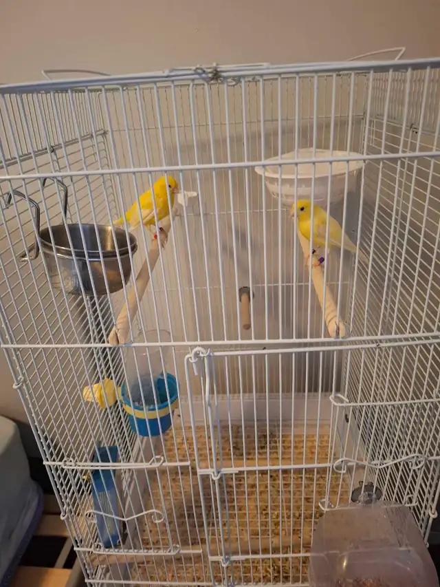 2 yellow pair breeding canaries