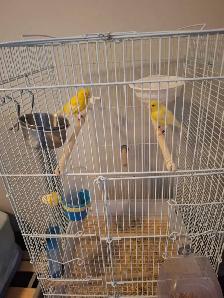 2 yellow pair breeding canaries