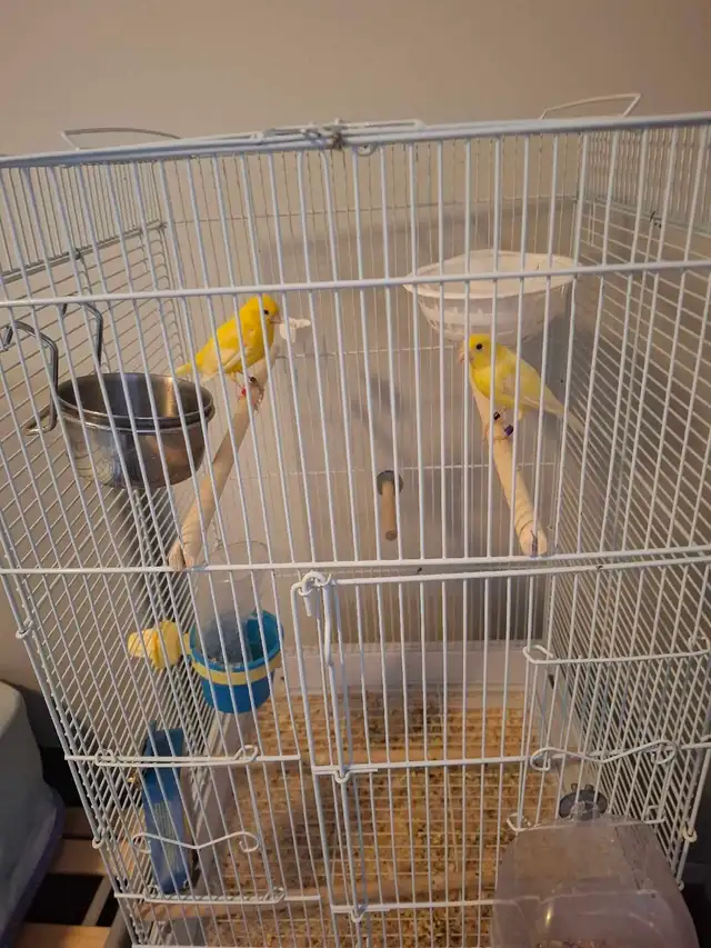 2 yellow pair breeding canaries - Photo 2