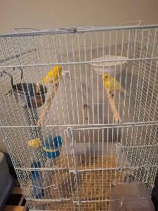 2 yellow pair breeding canaries - Photo 2