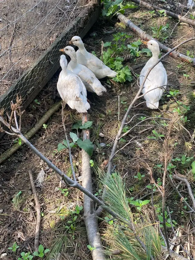 white call duck hatching eggs
