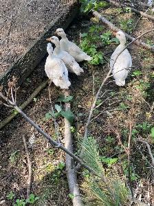 white call duck hatching eggs