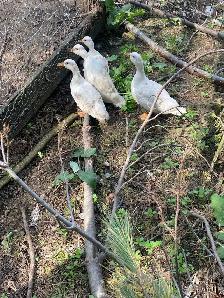white call duck hatching eggs - Photo 2