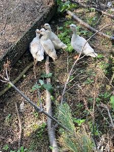 white call duck hatching eggs - Photo 3
