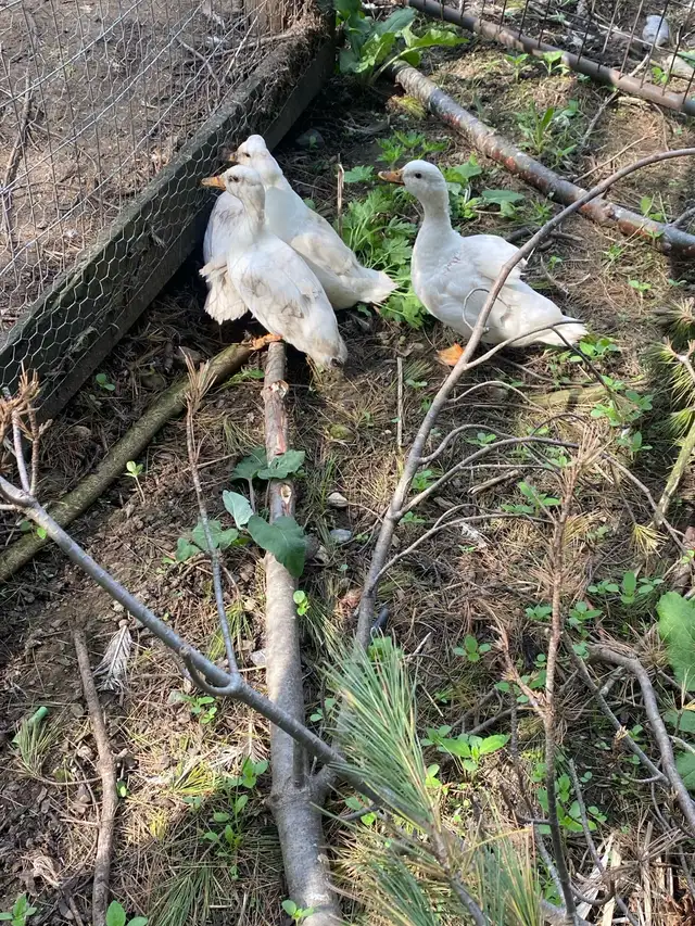 white call duck hatching eggs - Photo 4