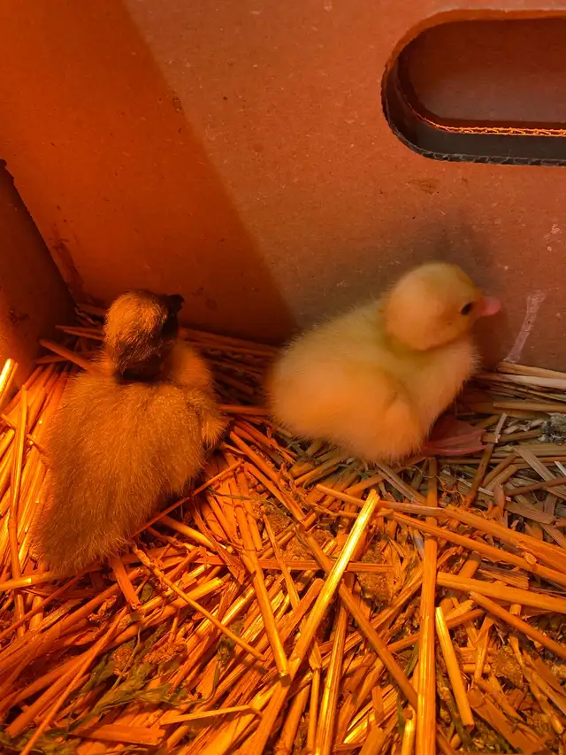2 call ducklings