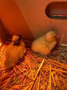2 call ducklings
