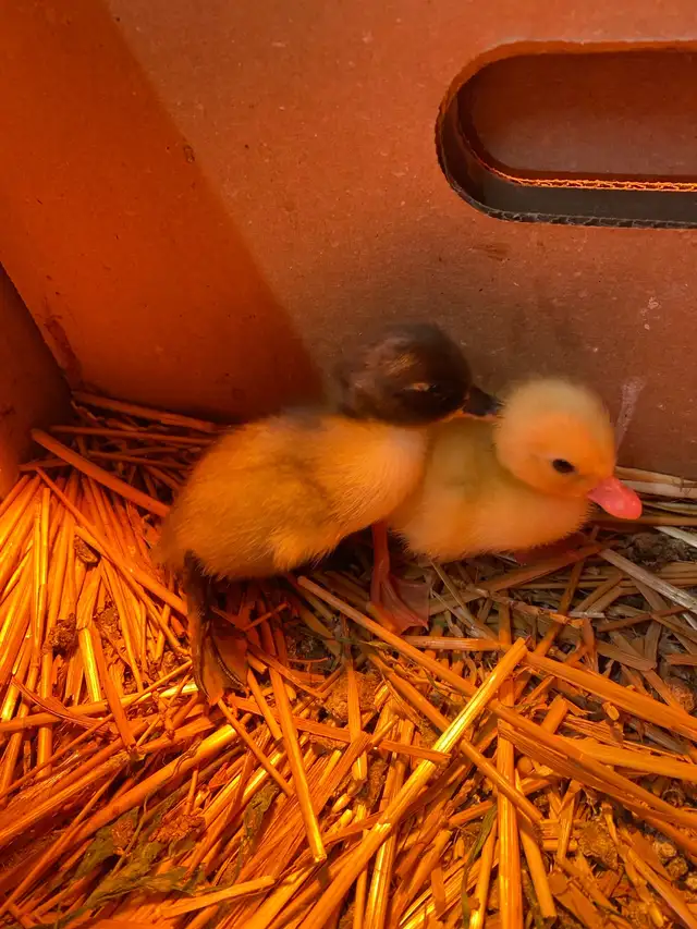 2 call ducklings - Photo 2