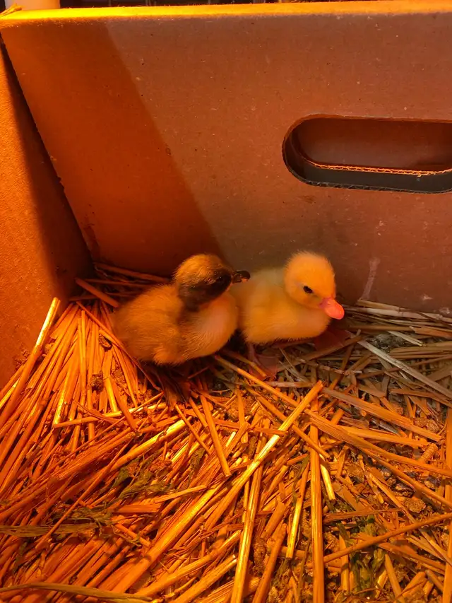 2 call ducklings - Photo 3