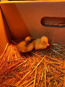 2 call ducklings - Photo 3