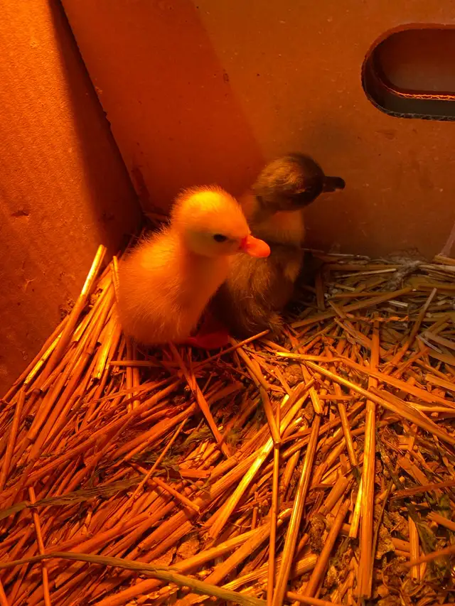 2 call ducklings - Photo 4
