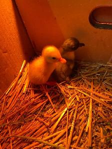 2 call ducklings - Photo 4