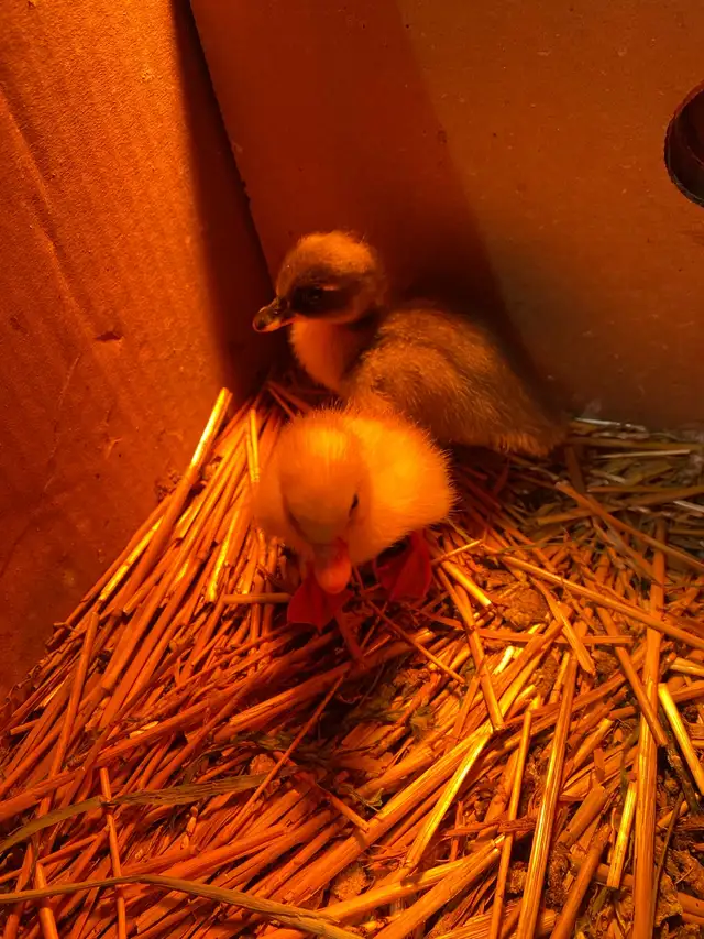 2 call ducklings - Photo 5