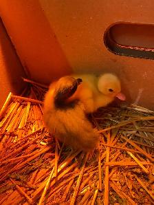 2 call ducklings - Photo 6