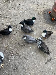 2 call ducklings - Photo 7