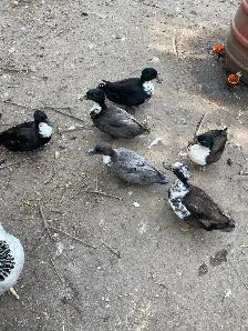 2 call ducklings - Photo 8