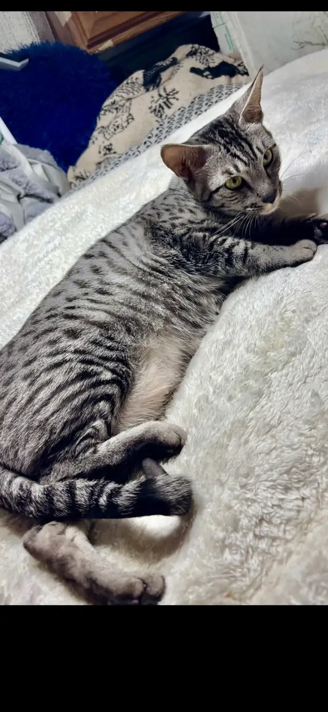 Savannah cat , 'HP' breeder