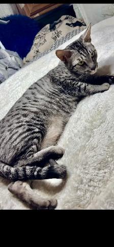 Savannah cat , 'HP' breeder
