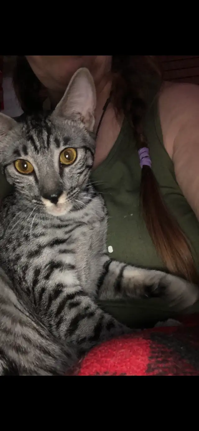 Savannah cat , 'HP' breeder - Photo 2