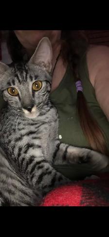 Savannah cat , 'HP' breeder - Photo 2