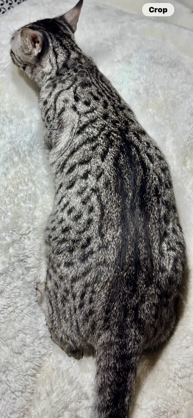 Savannah cat , 'HP' breeder - Photo 3