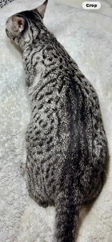 Savannah cat , 'HP' breeder - Photo 3